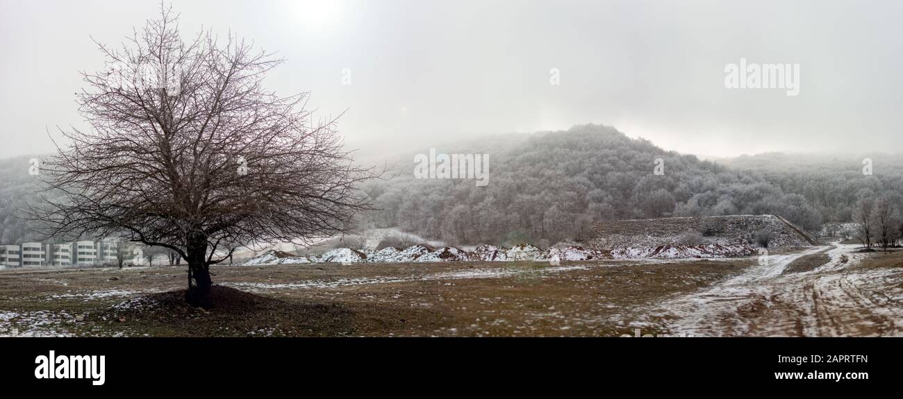 Tree without leaves at the edge of the forest, in winter Stock Photo