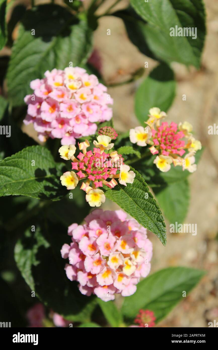 Vertical selective focus shot of beautiful lantana camara flowers with a blurred background Stock Photo