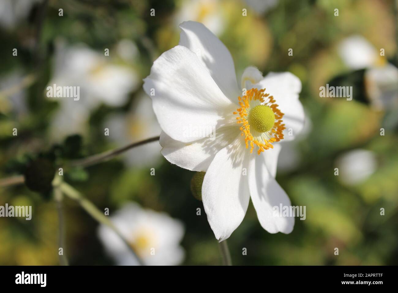 Selective focus shot of a beautiful with white harvest anemone flower a blurred background Stock Photo