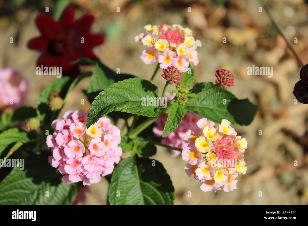 Selective focus shot of beautiful lantana camara flowers with a blurred background Stock Photo
