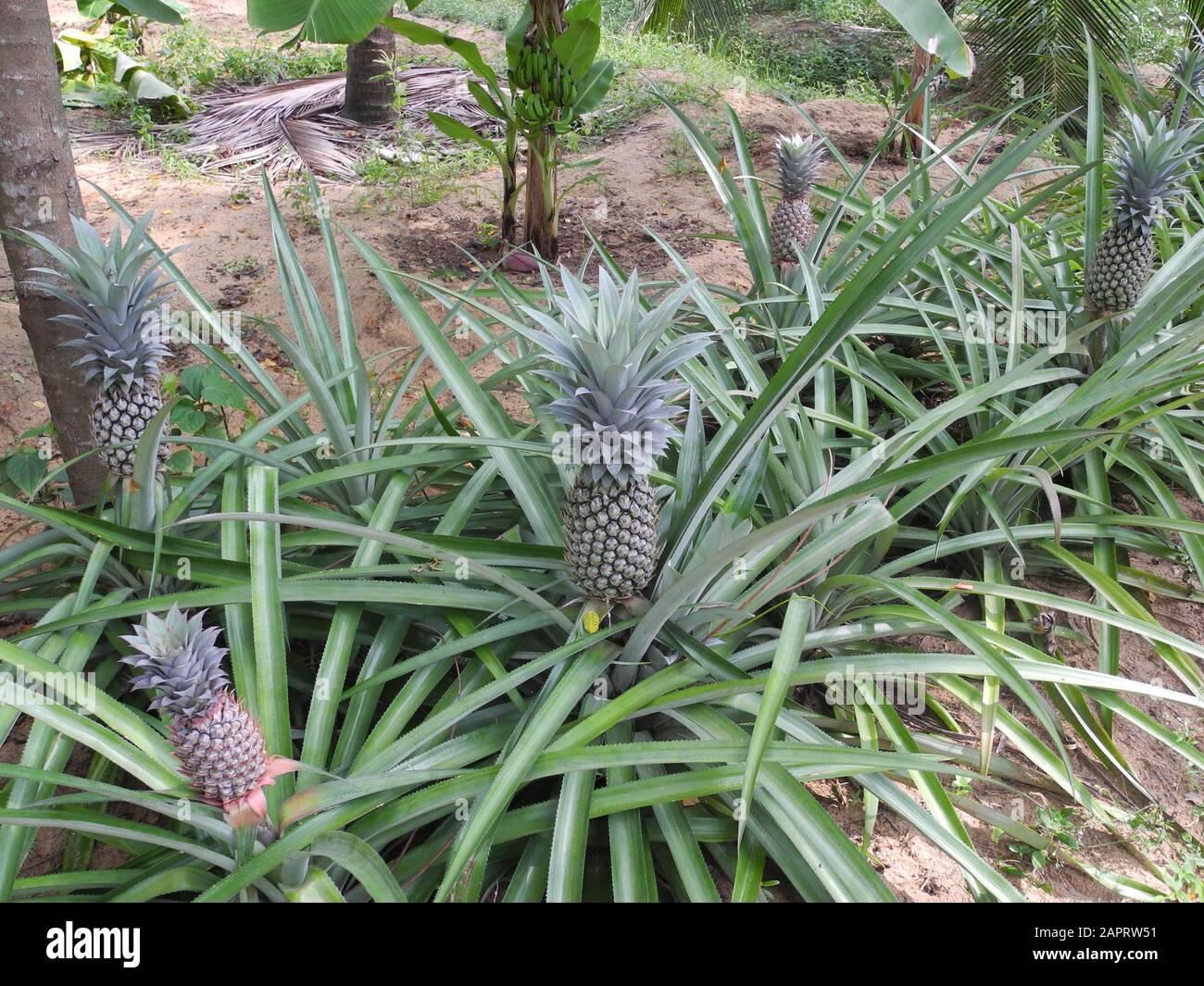 Pineapple plantation in Kochi, Kerala, India Stock Photo - Alamy