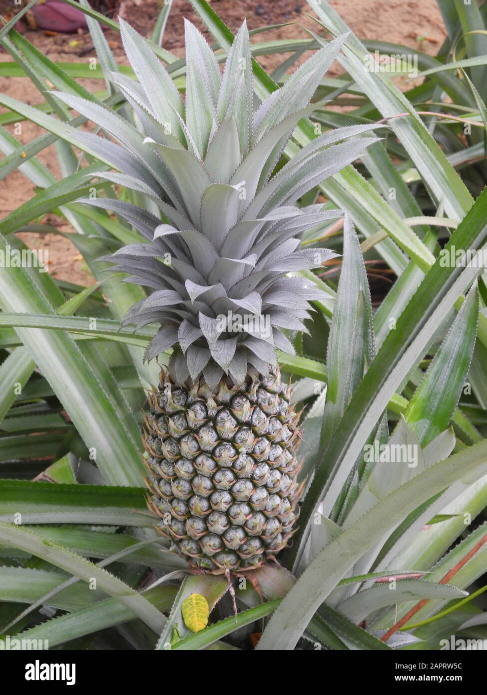 Pineapple plantation in Kochi, Kerala, India Stock Photo Alamy