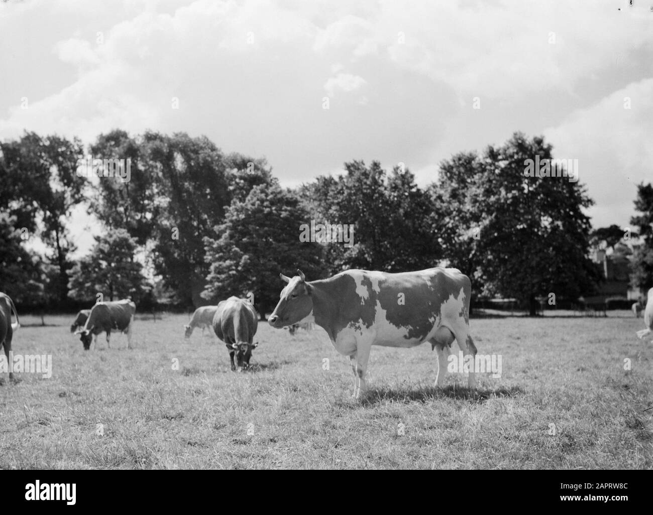Frisian cows in the meadow  A Frisian red bont cow in the meadow with trees in the background Date: undated Keywords: trees, grazing, cows, meadows Stock Photo