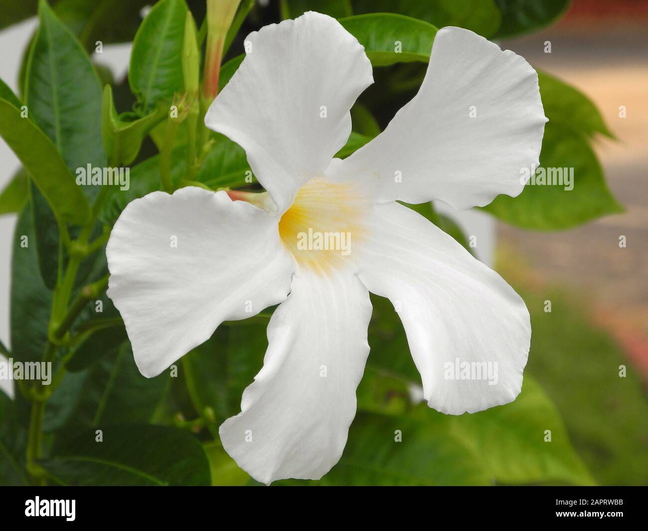 Flower White Adenium (Desert rose) in Kochi, Kerala, India Stock Photo