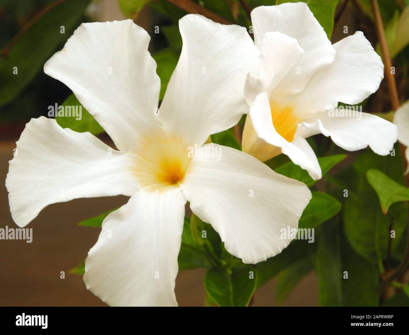 Flower White Adenium (Desert rose) in Kochi, Kerala, India Stock Photo