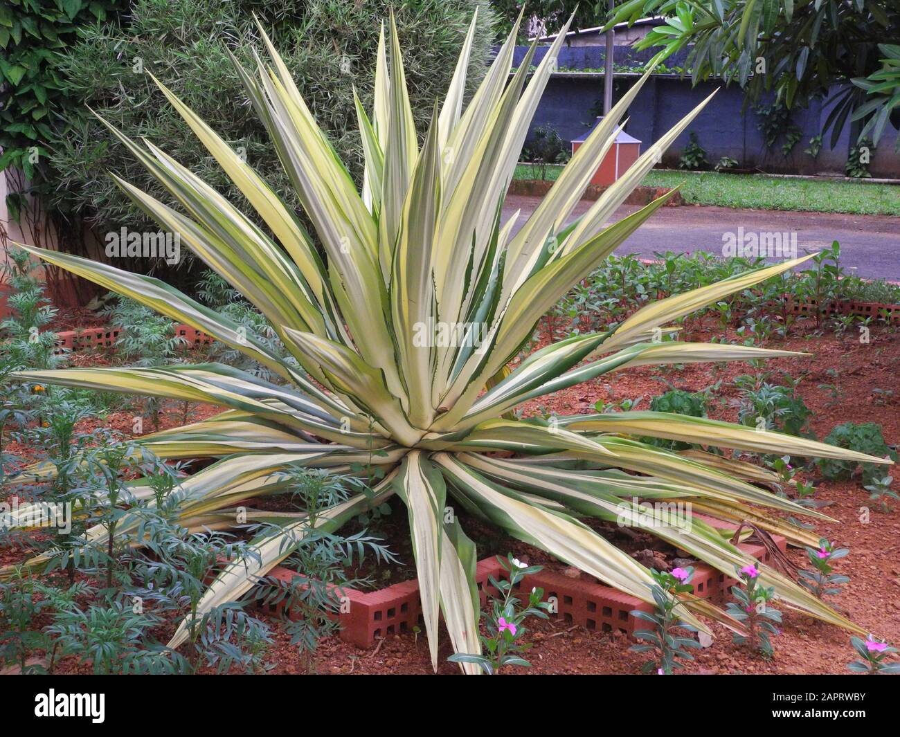 Tropical plant with green white leaves in Kochi, Kerala, India Stock