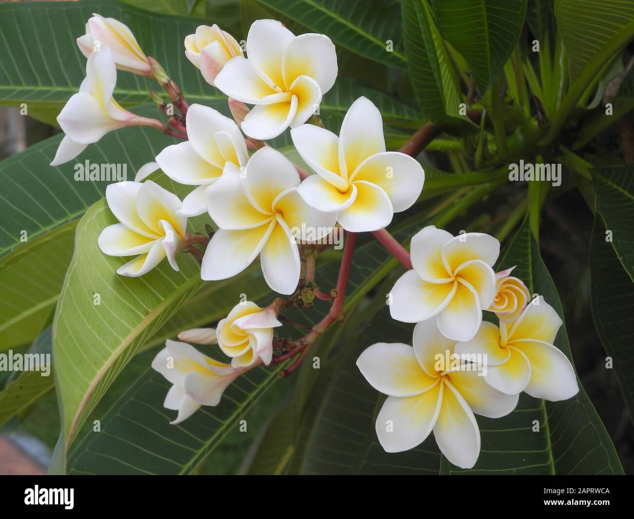 Tropical Flowers India High Resolution Stock Photography And Images Alamy