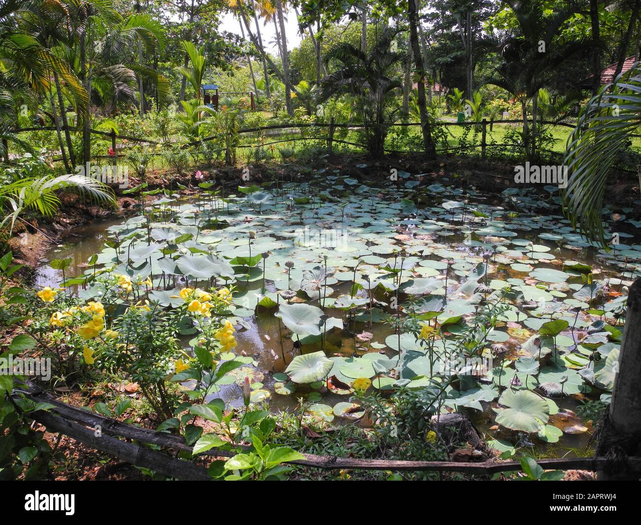 Tropical Lily pond in Kerala Kochi Stock Photo Alamy