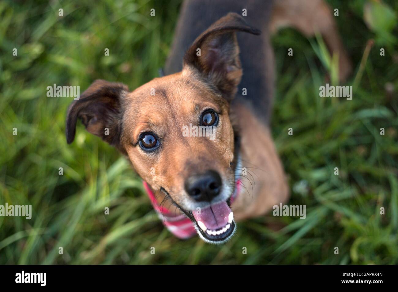 Dachshund terrier mix hi-res stock photography and images - Alamy, image size:1300x956