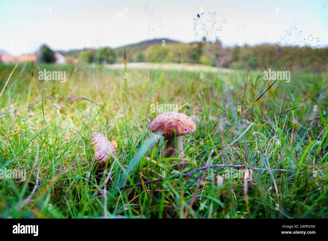 birch mushrooms while hiking in the bavarian forest Stock Photo