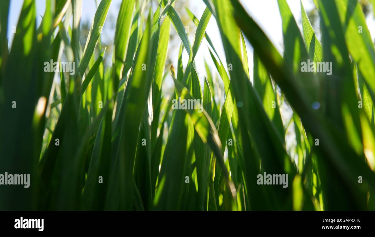 Blade of grass from bellow Stock Photo