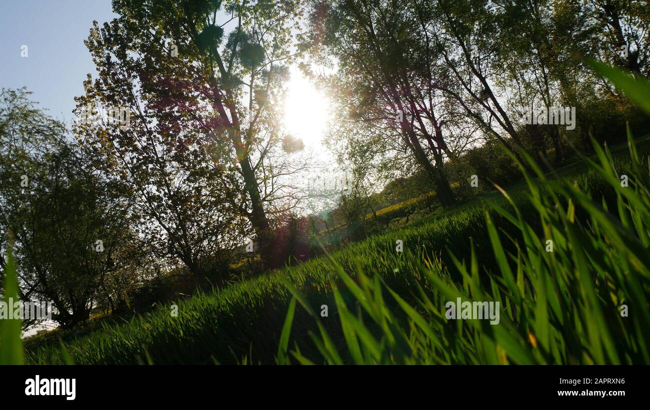 Sunlight through trees in a grass field in diagonal Stock Photo