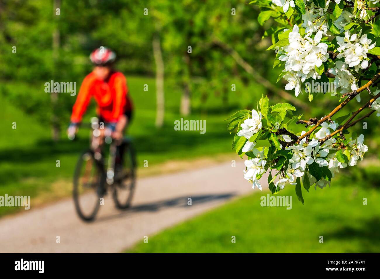 Female cyclist along pathway with apple blossoms framing the foreground ; Calgary, Alberta, Canada Stock Photo