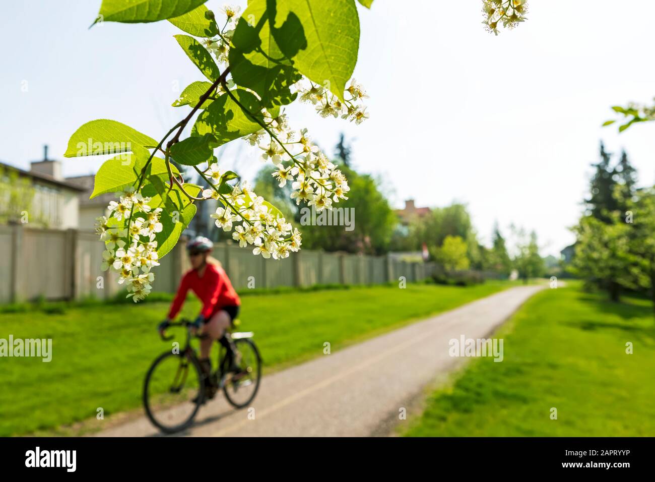Female cyclist along pathway in residental area, with mayday blossoms framing the foreground; Calgary, Alberta, Canada Stock Photo