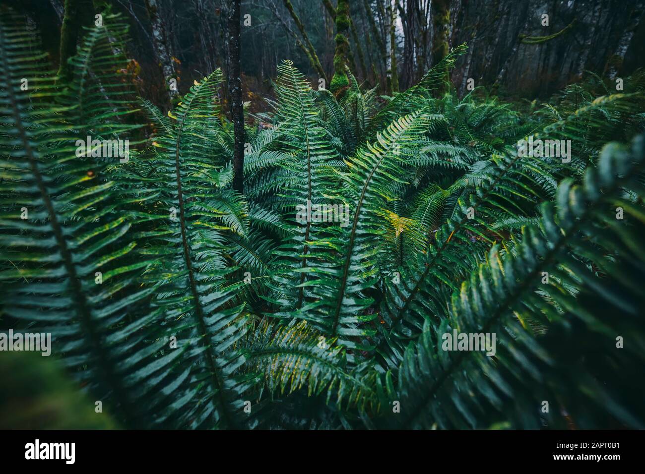 Fern in the rainforest. One plant commonly found in rainforests and vital to rainforest ecosystems is the fern. It's a flowerless plant which has a Stock Photo