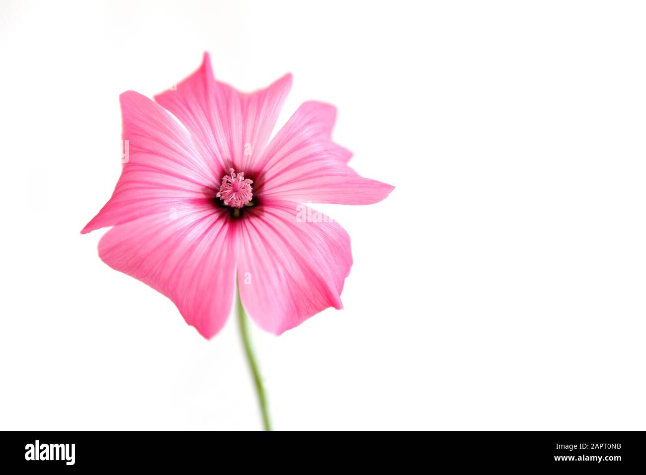Pink mallow on white background Stock Photo - Alamy
