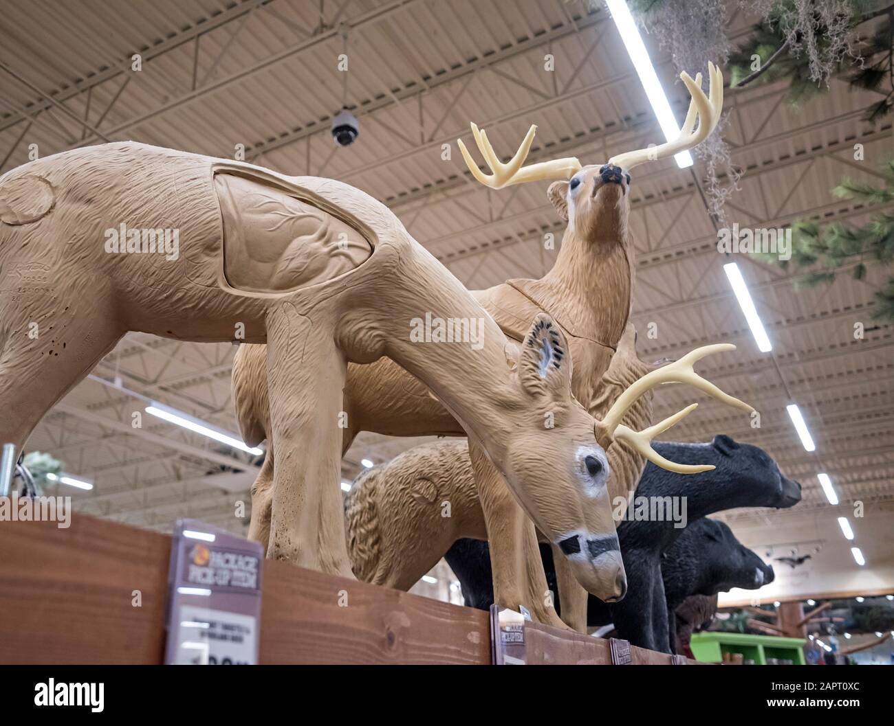 Life size 3-D archery targets and decoys for bowhunting season at Bass Pro Shops outdoors store, Gainesville, Florida. Stock Photo