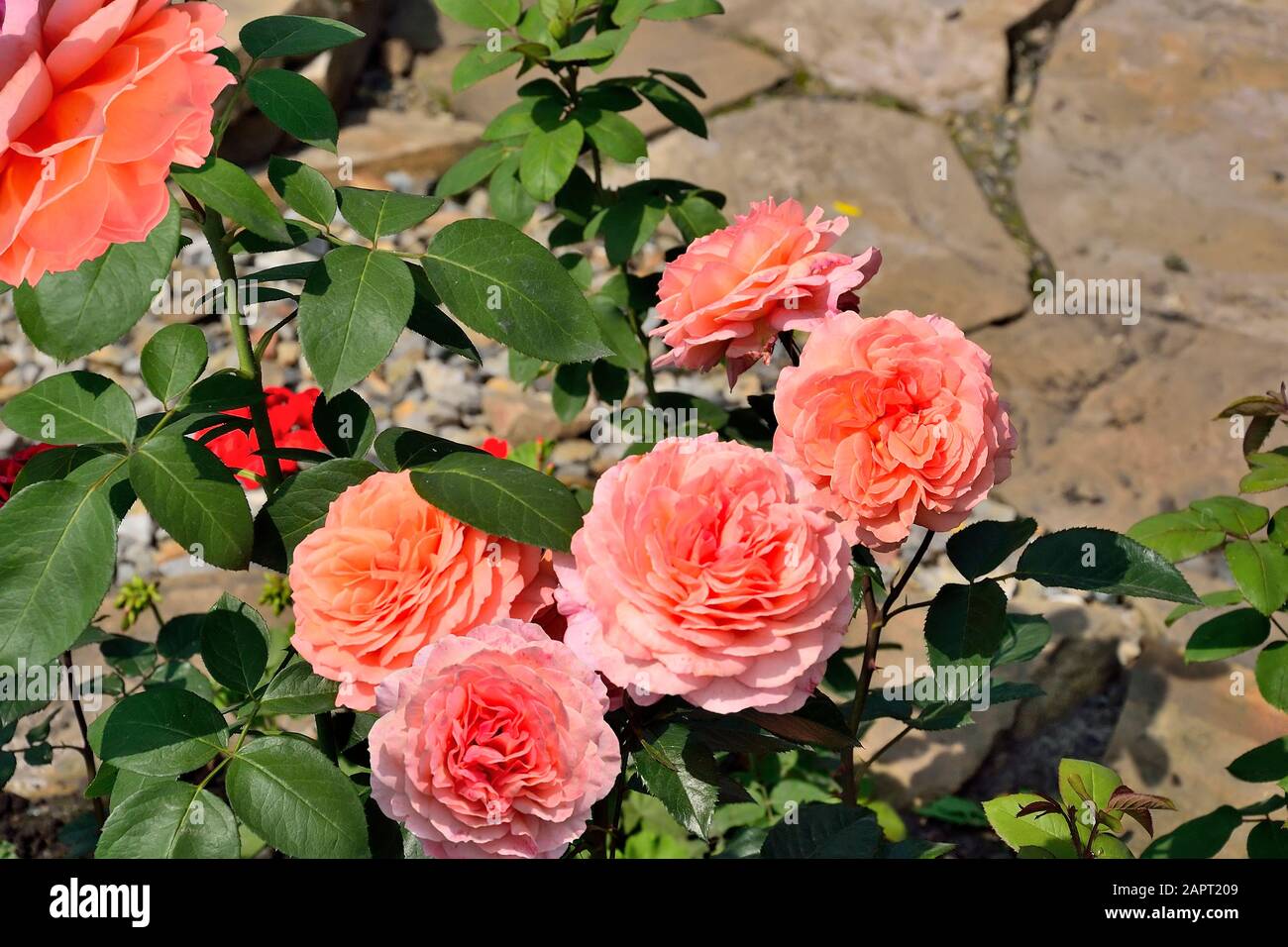Blossoming bush of salmon-colored roses in rose garden with gentle terry fragrant flowers in full florescence. Tender floral summer background with ro Stock Photo