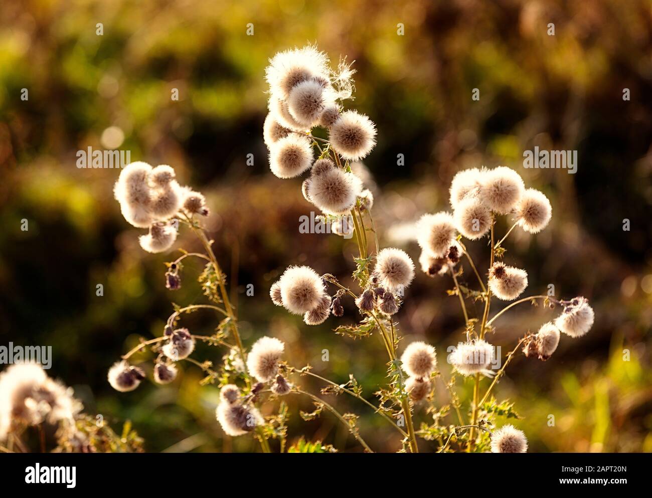 A backlit Canada Thistle (Cirsium arvense) in a field in late autumn; Leduc County, Alberta, Canada Stock Photo