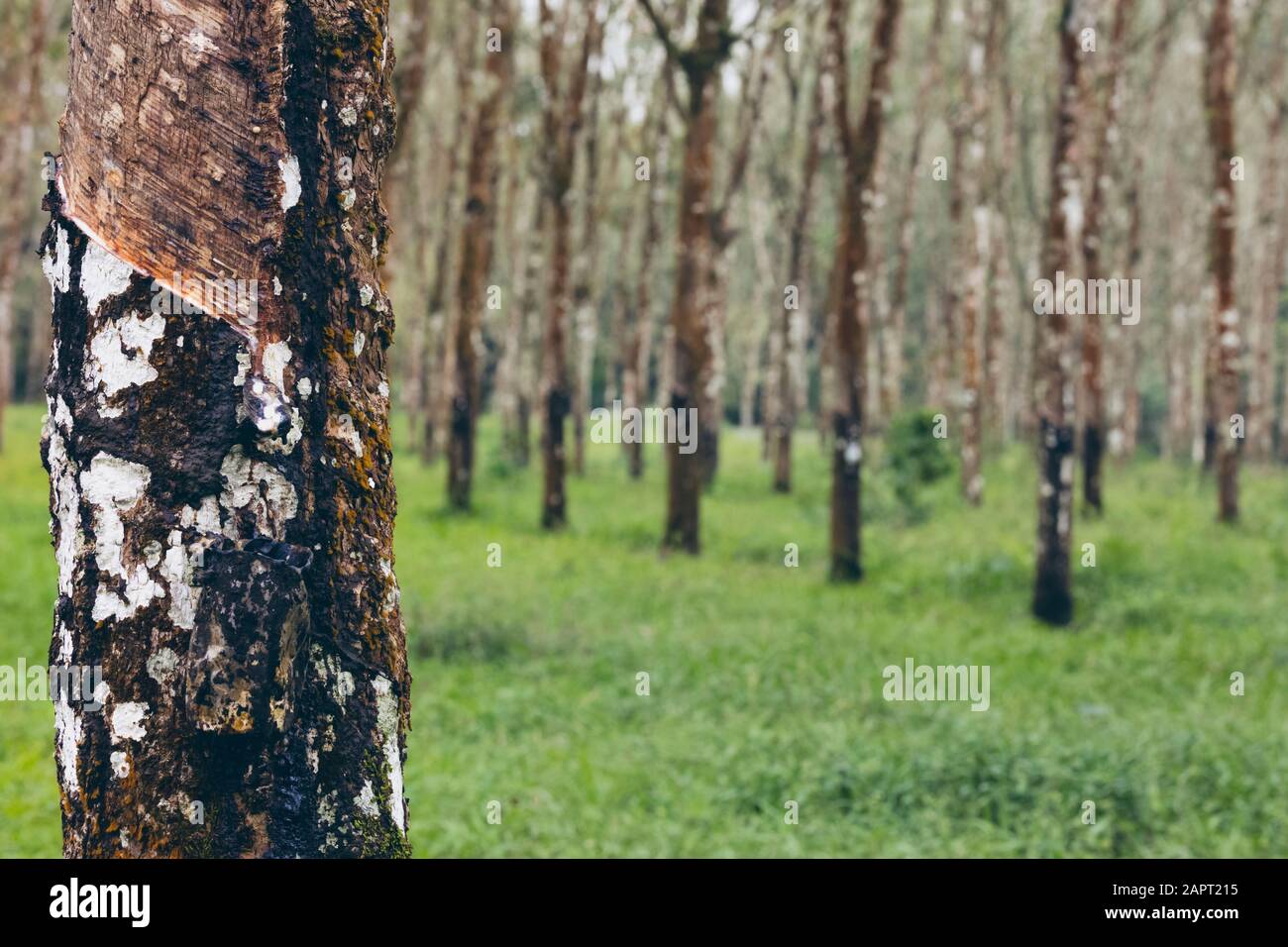Rubber tree (Hevea brasiliensis) forest of Licin; East Java, Java ...
