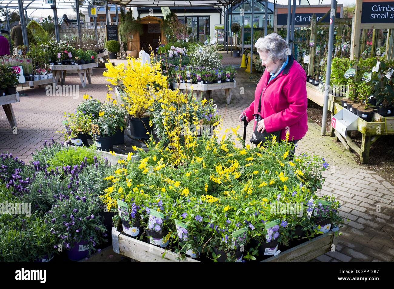 A Garden Centre Customer Reviewing Seasonal Young Shrubs On Display In The Outdoor Plant Sales Area Stock Photo - Alamy