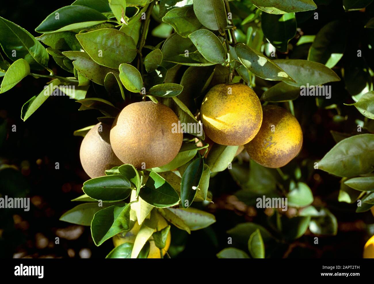 Agriculture - Crop damage, Russeting damage on oranges caused by Citrus rust mite / Florida, USA. Stock Photo