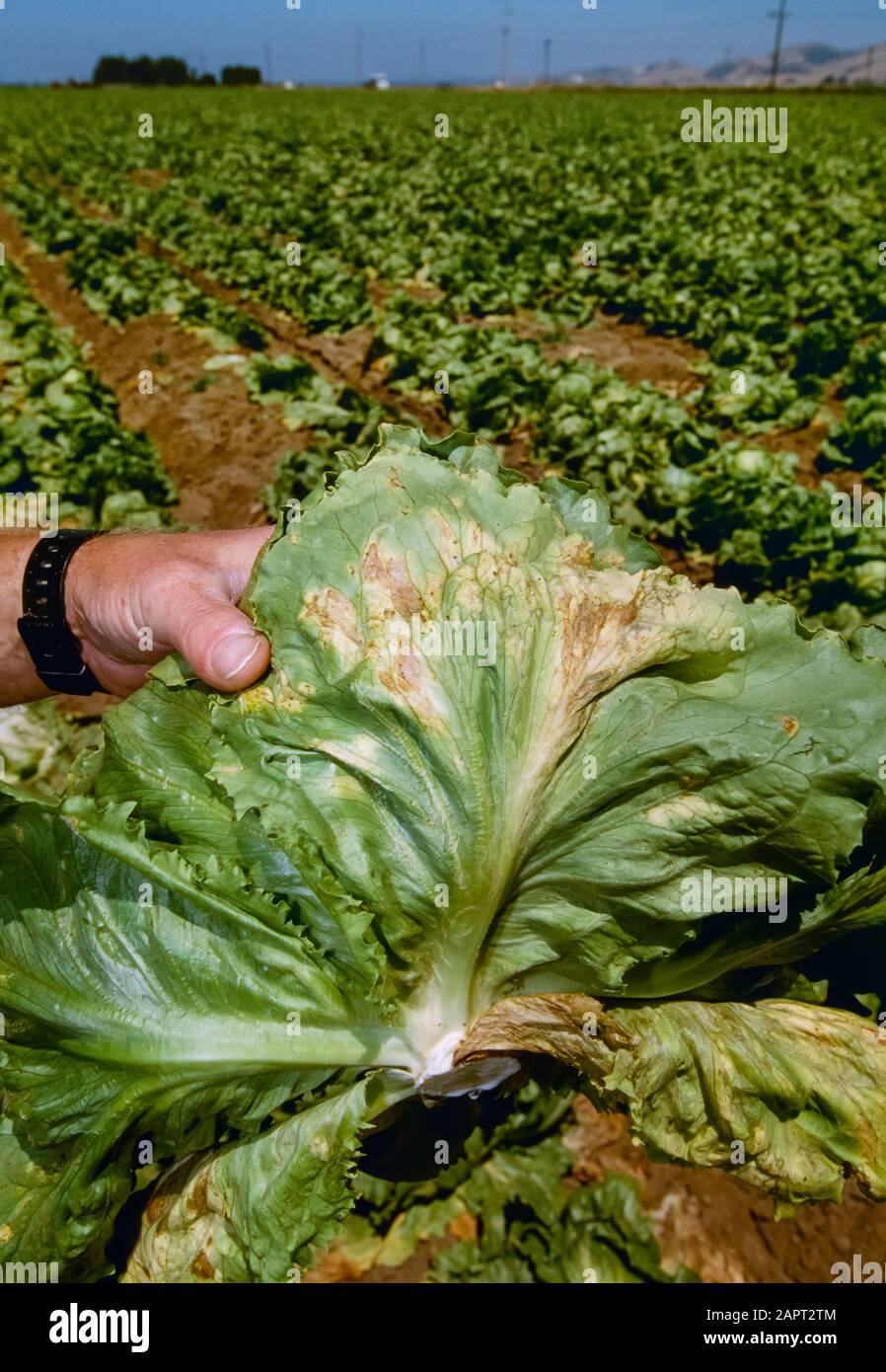 Agriculture - Crop disease, downey mildew on a head of Iceberg lettuce / Salinas Valley, California, USA. Stock Photo