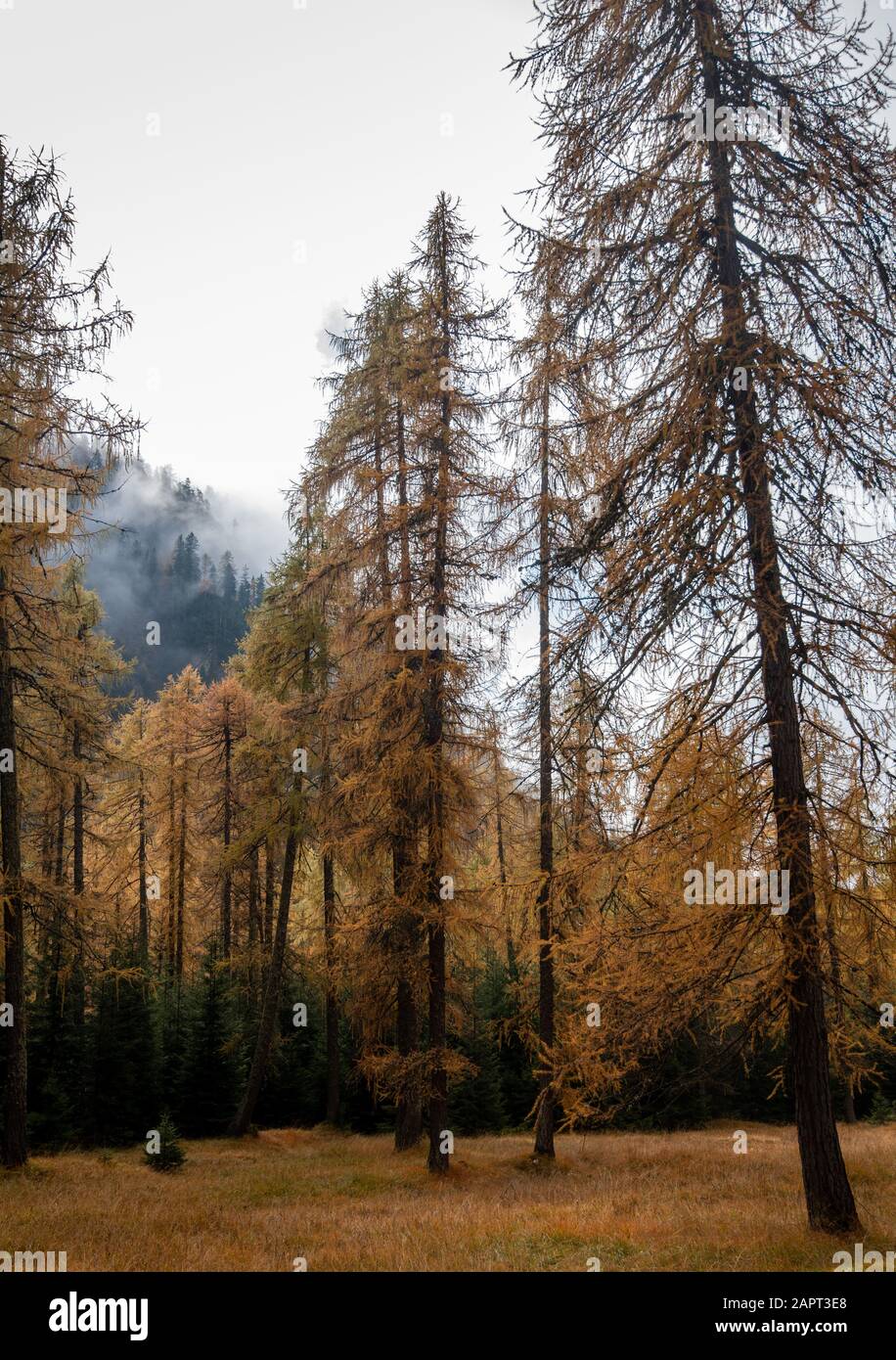 Forest in the Italian alpine mountains with yellow pine trees during ...