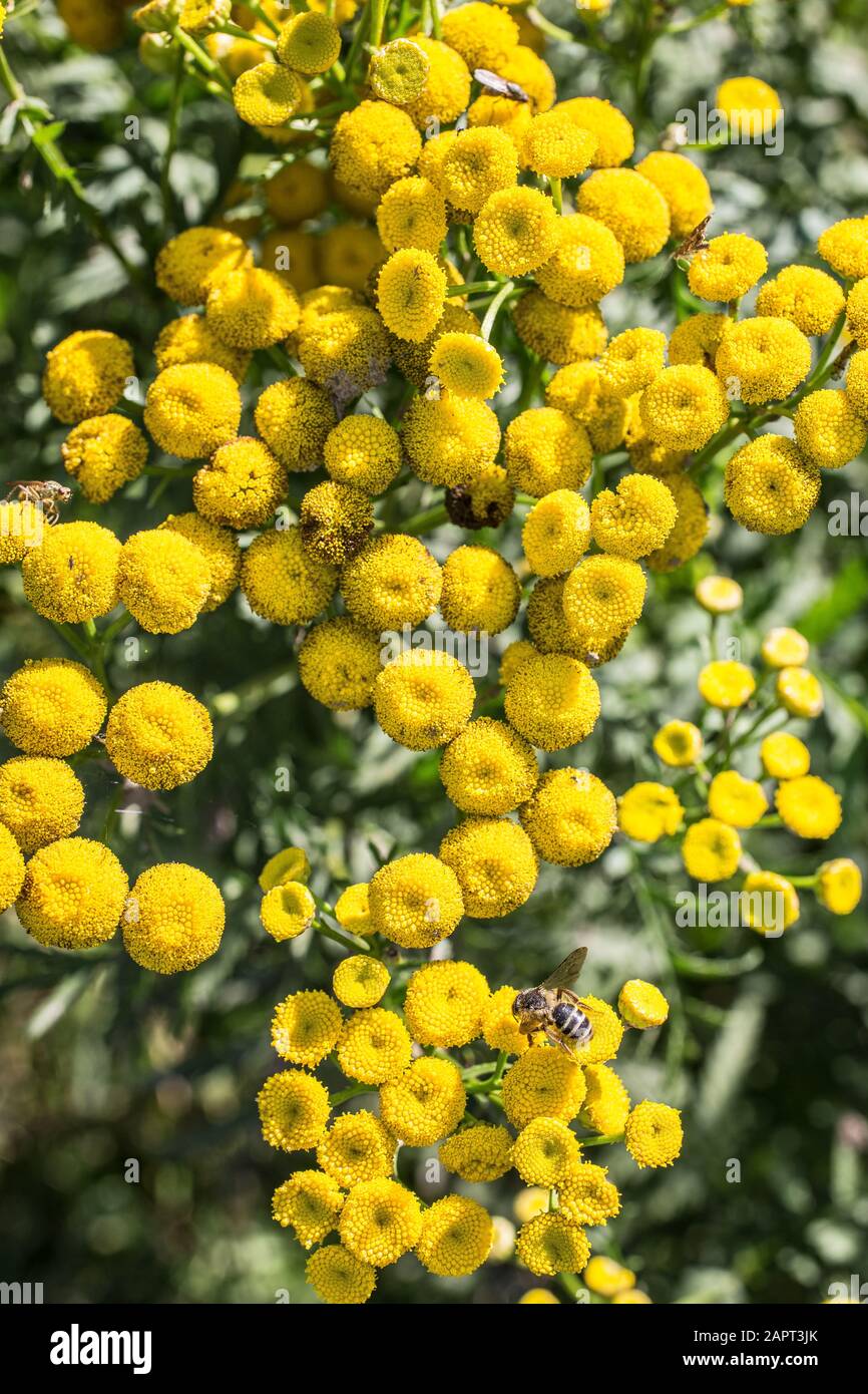 poisonous scab herb with bee Stock Photo
