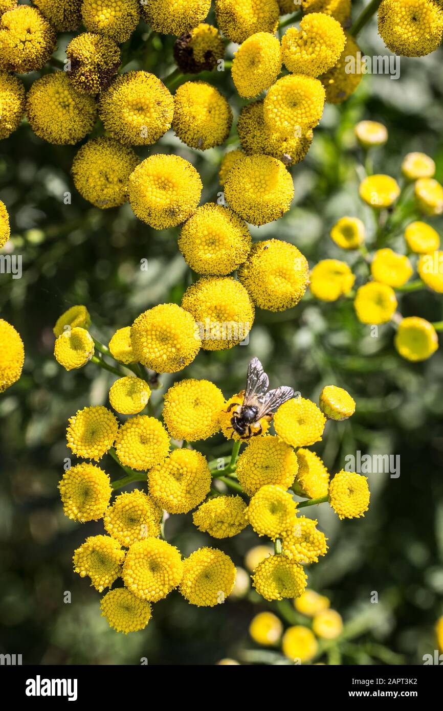 poisonous scab herb with bee Stock Photo