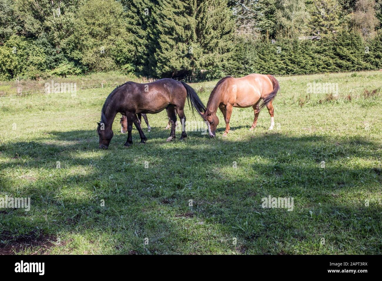 braune Pferde auf Weide Stock Photo