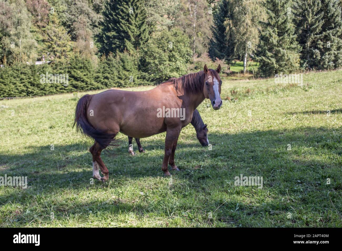 braune Pferde auf Weide Stock Photo