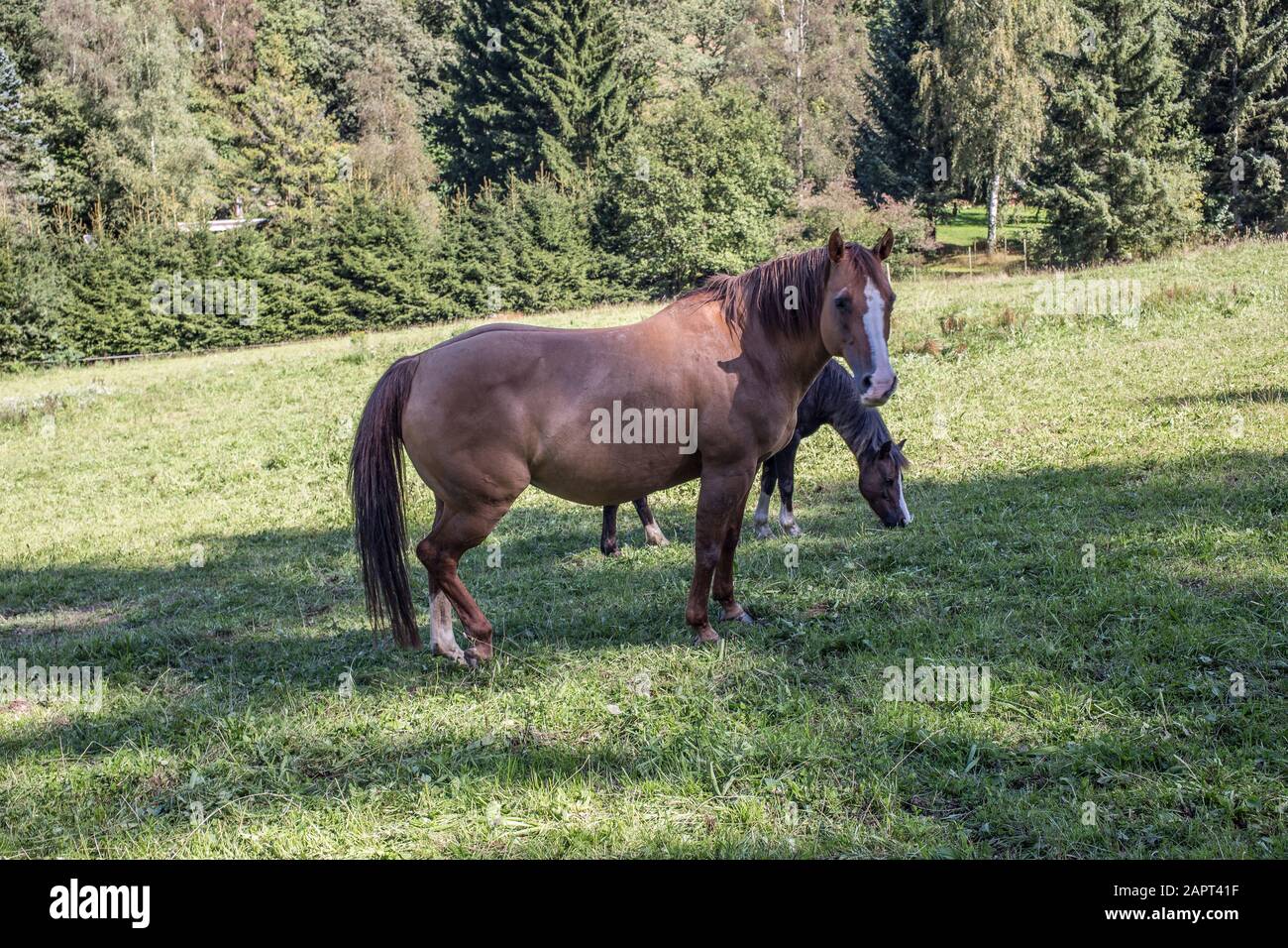 braune Pferde auf Weide Stock Photo