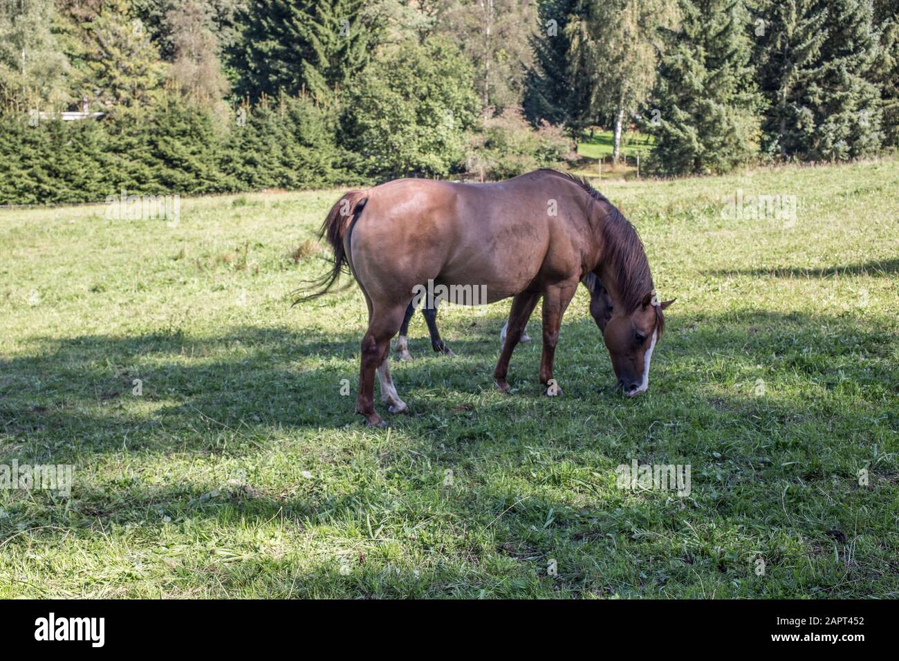 braune Pferde auf Weide Stock Photo