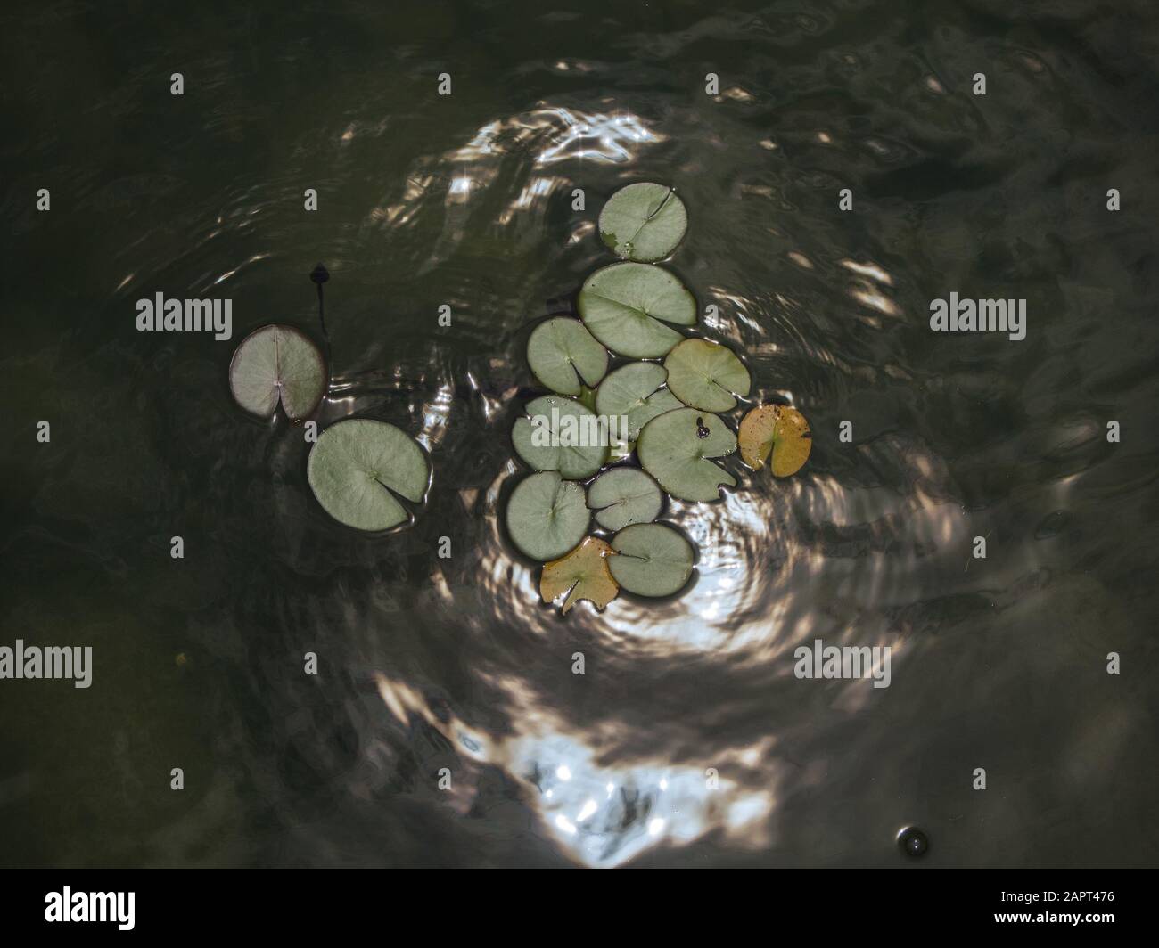 Green lotus leaves are floating on the water park Stock Photo - Alamy