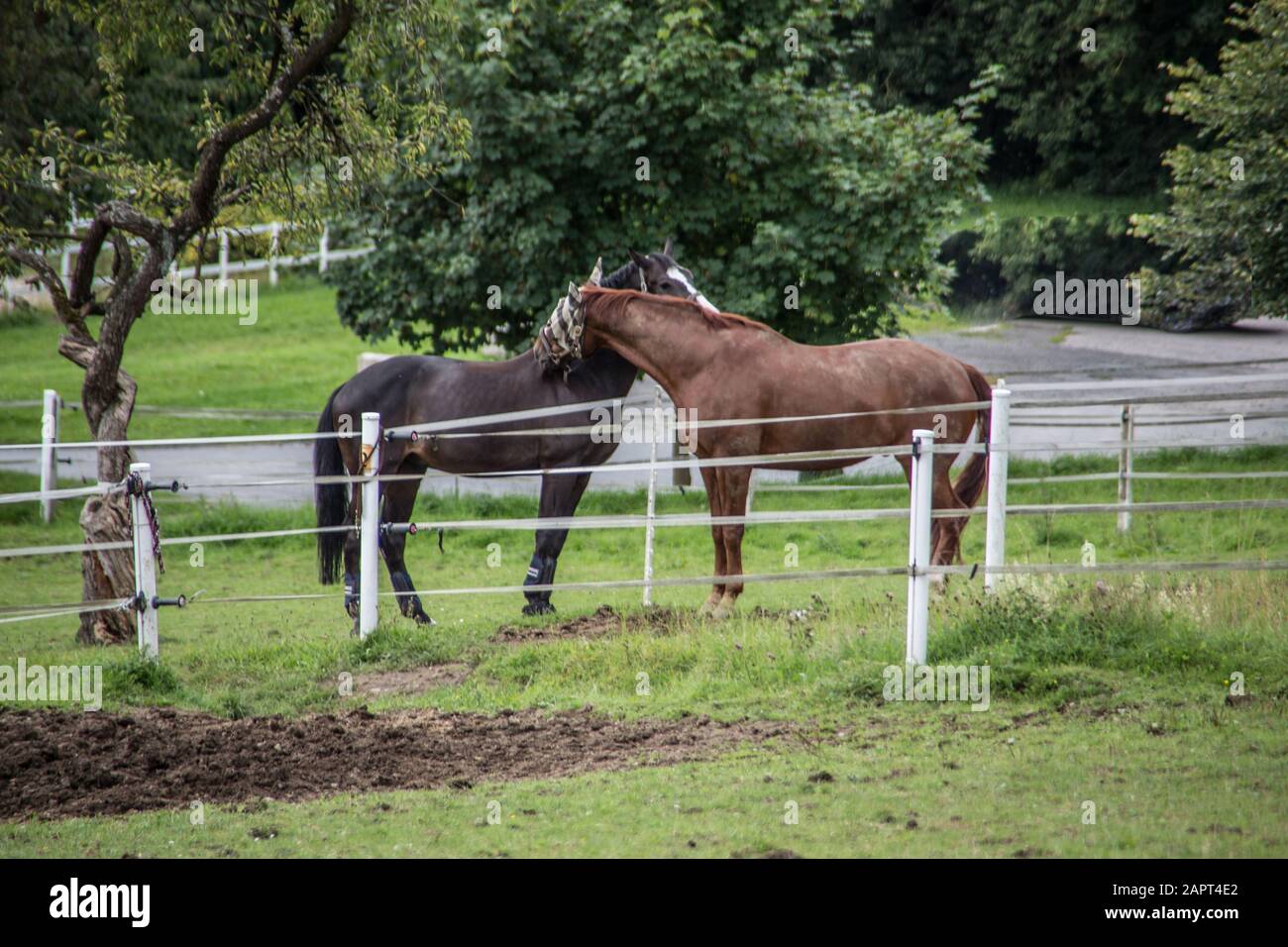 brown horses on pasture Stock Photo