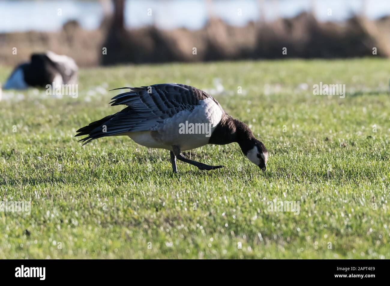 Walking and grazing Barnacle Goose in a grassland by Ottenby at the island Oland in Sweden Stock Photo