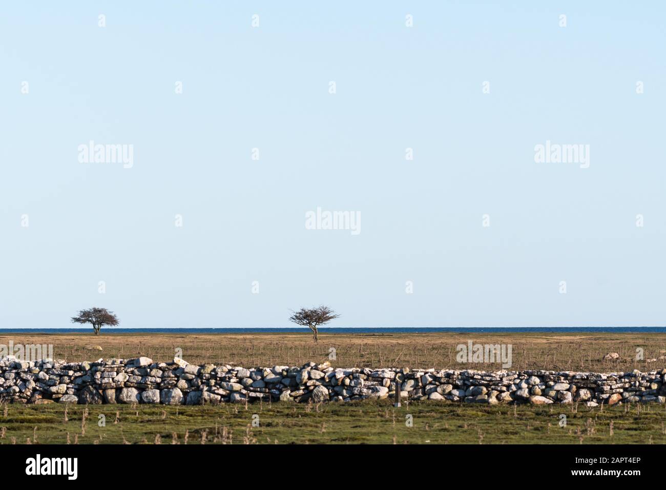 Great plain grassland with trees and a dry stone wall by Ottenby at the island Oland in Sweden Stock Photo