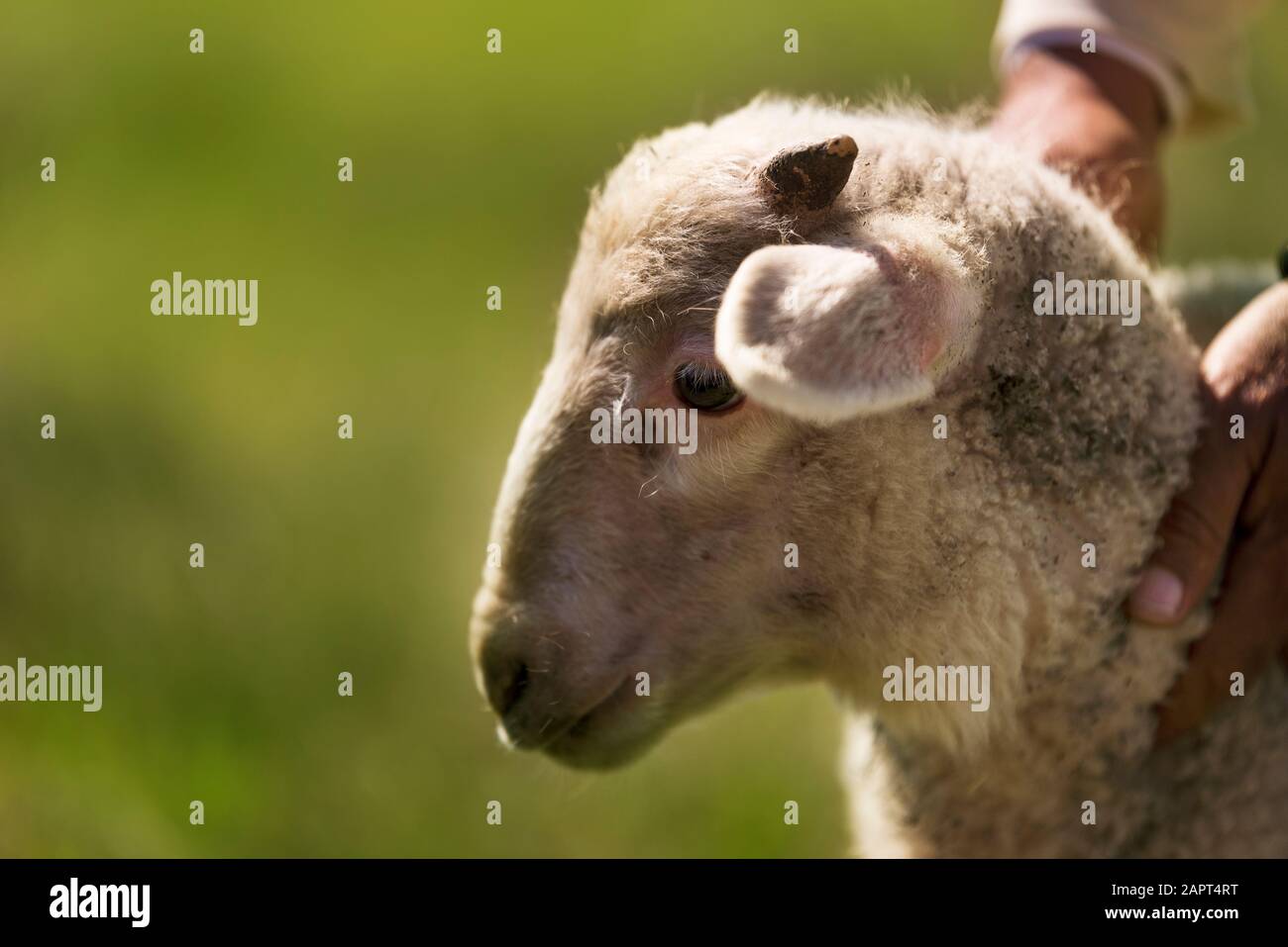 Lovely lamb portrait on a green meadow background Stock Photo - Alamy
