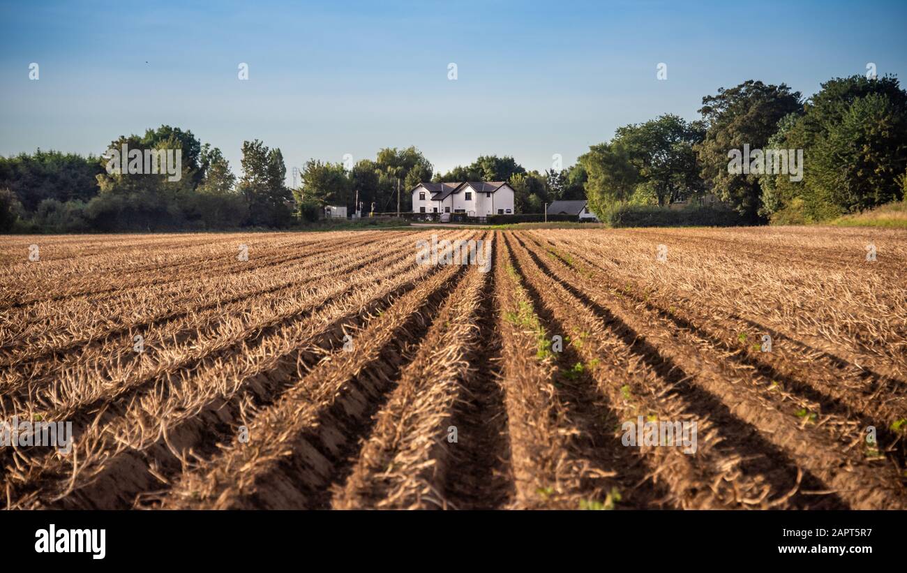 Looking across a newly ploughed field down the furrows to a white cottage in the distance Stock Photo