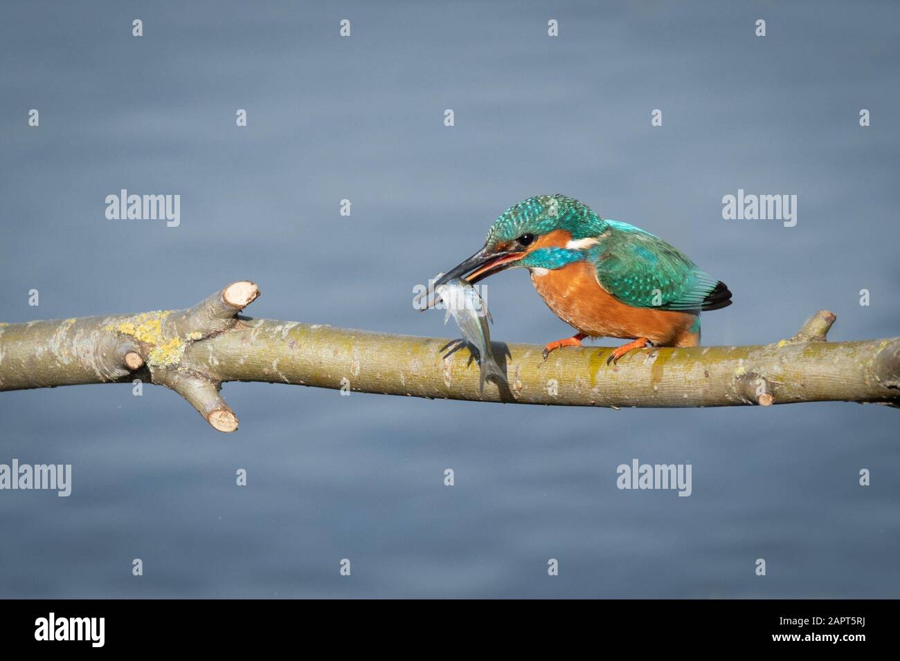 A male kingfisher, alcedo atthis, perched on a branch above water with a fish in its beak after a successful dive Stock Photo