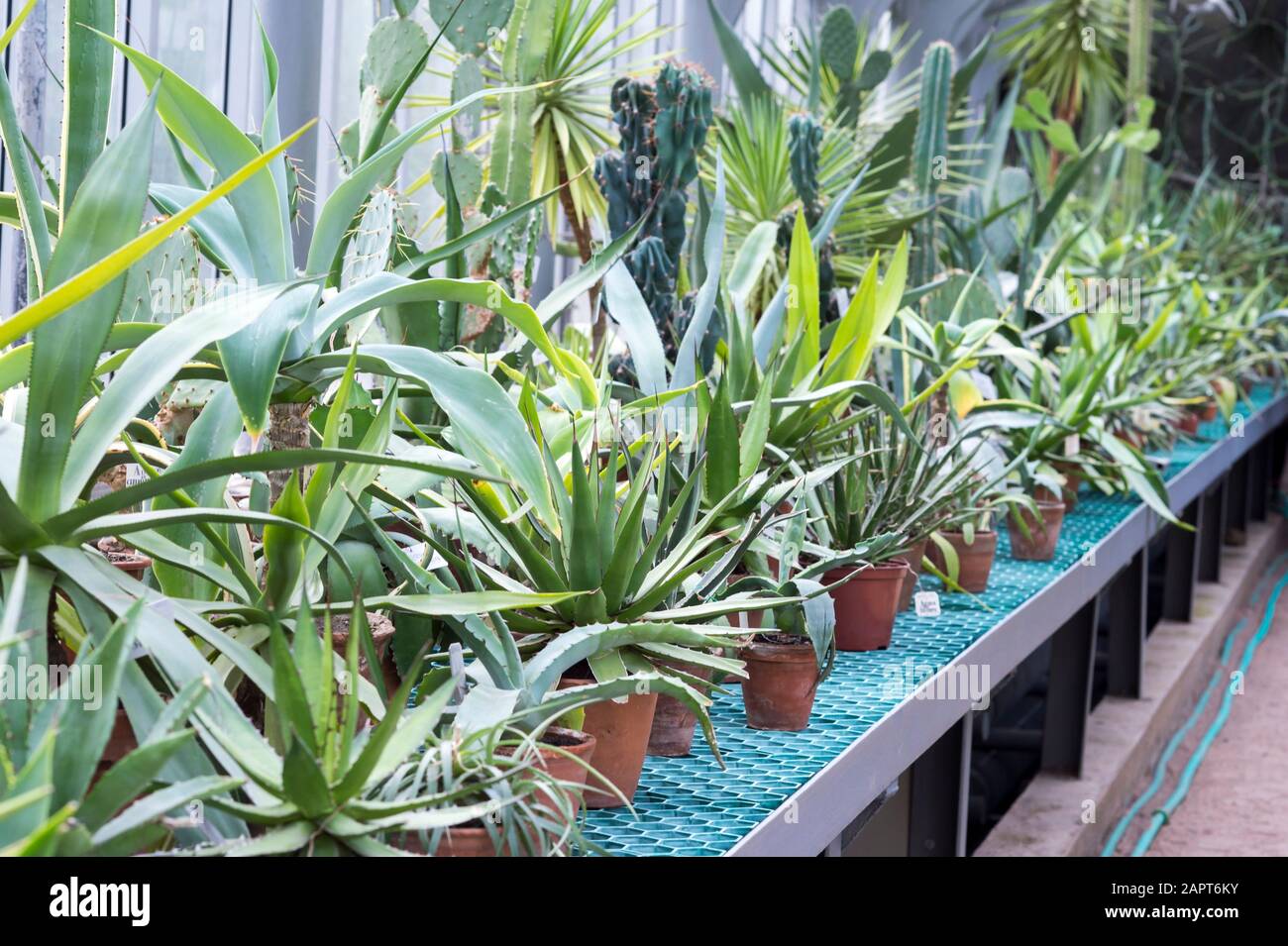 Cactus breeding. Variety of succulents in the greenhouse. Background. Concept of plant breeding. Stock Photo