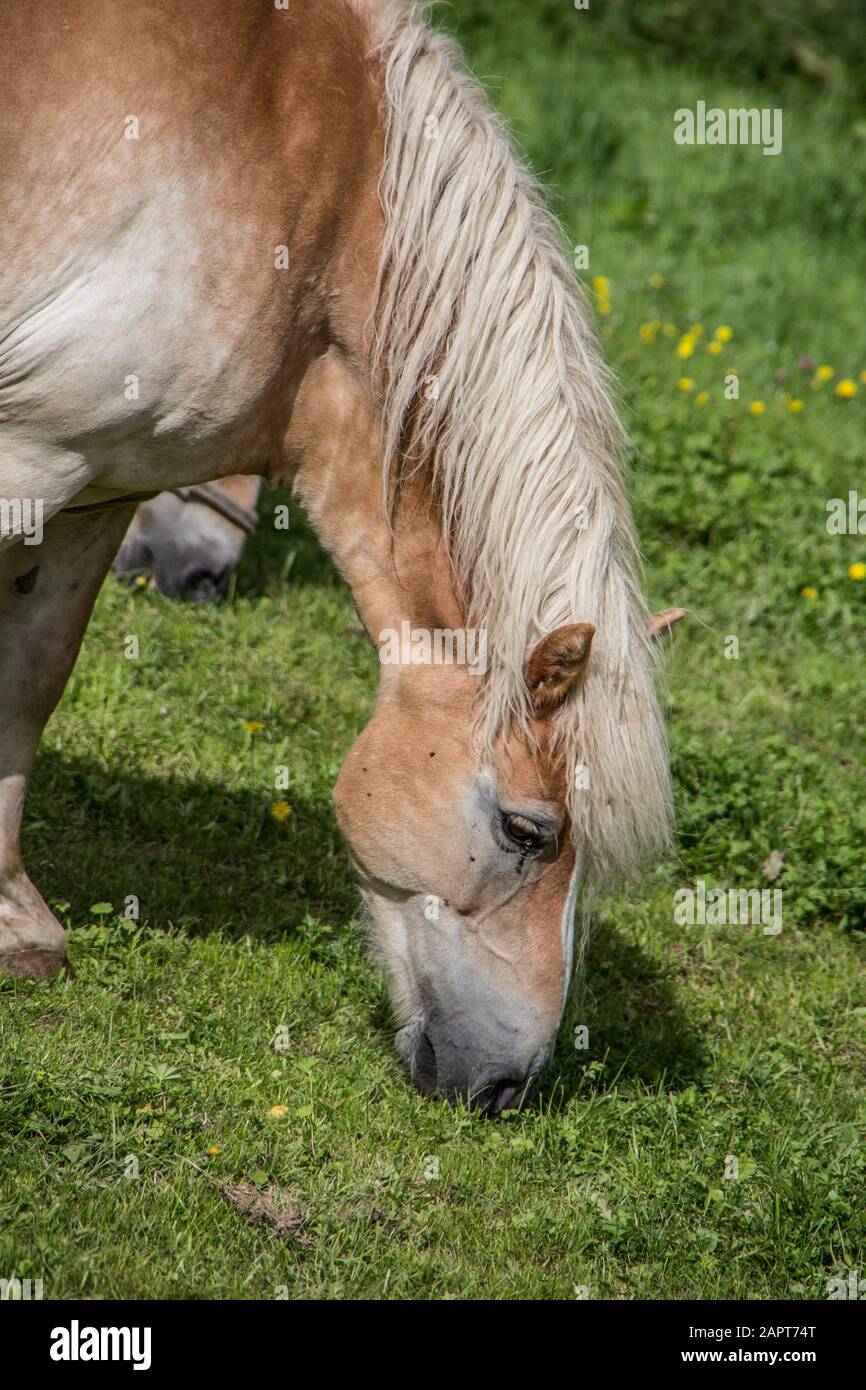 brown horses on pasture Stock Photo