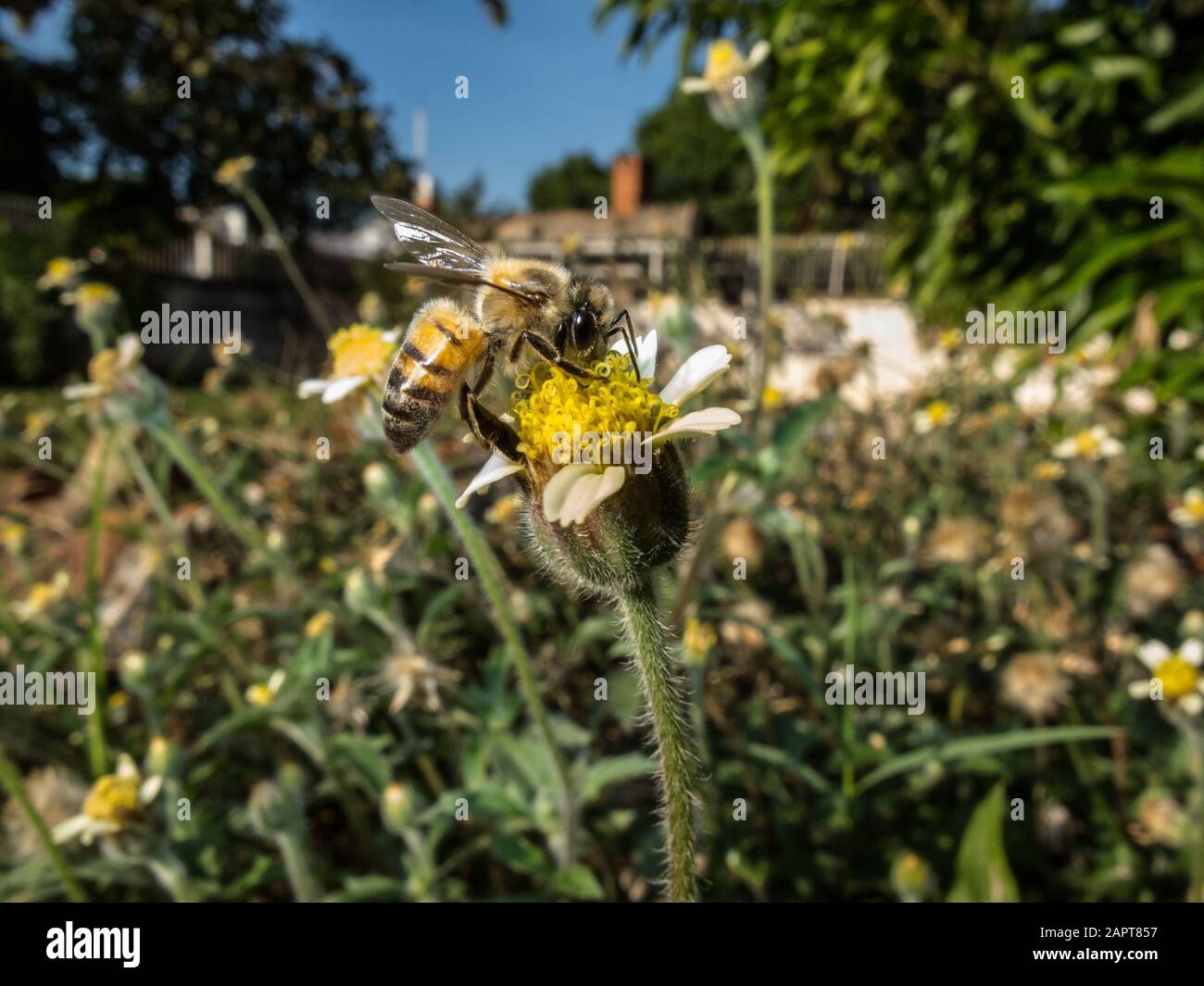 A honey bee (Apis mellifera) forages on a tridax daisy (Tridax procumbens), aka coatbuttons, wildflower in the backyard, Asuncion, Paraguay Stock Photo