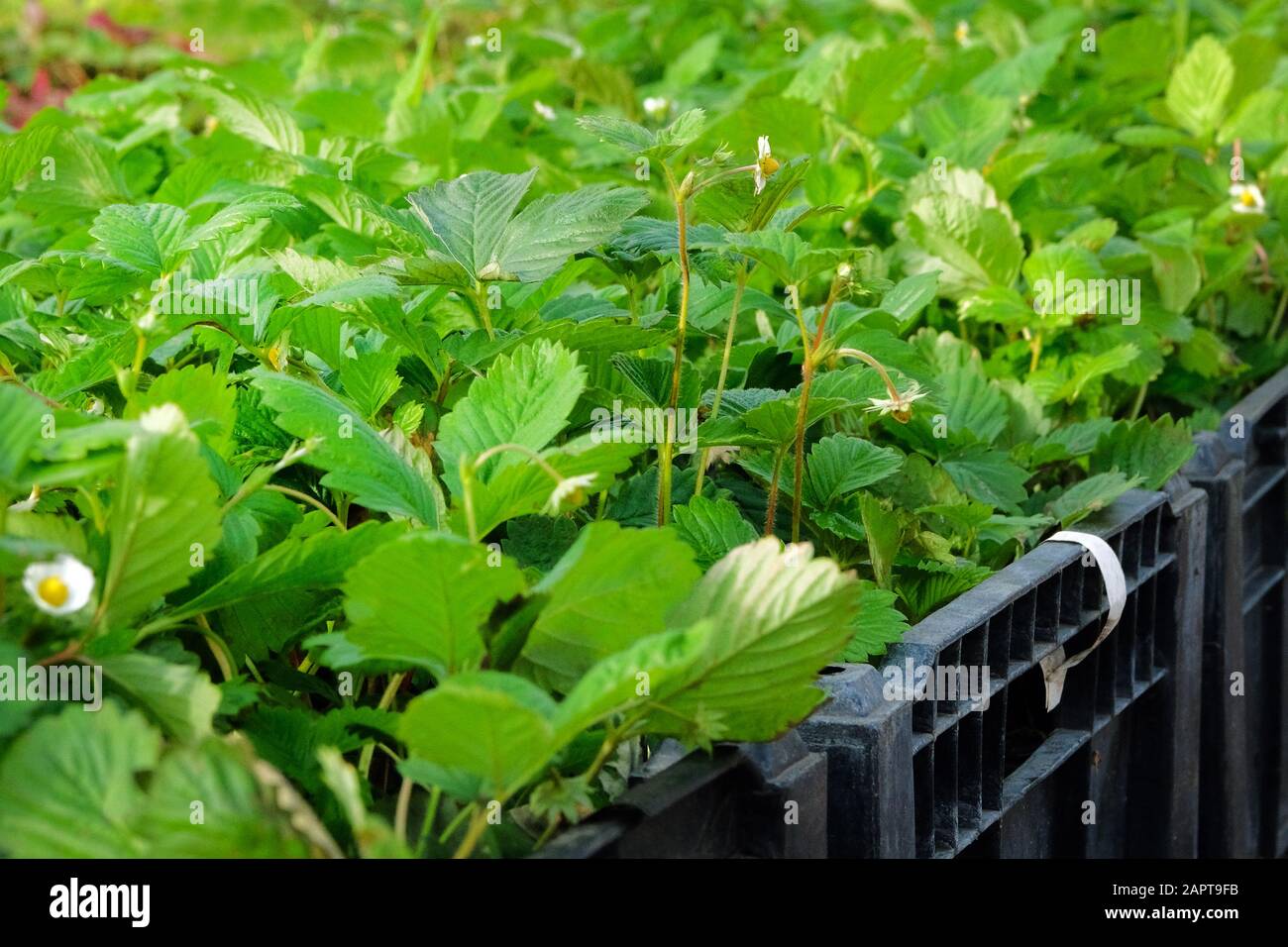 Cultivar garden strawberry seedlings in containers on sale in garden