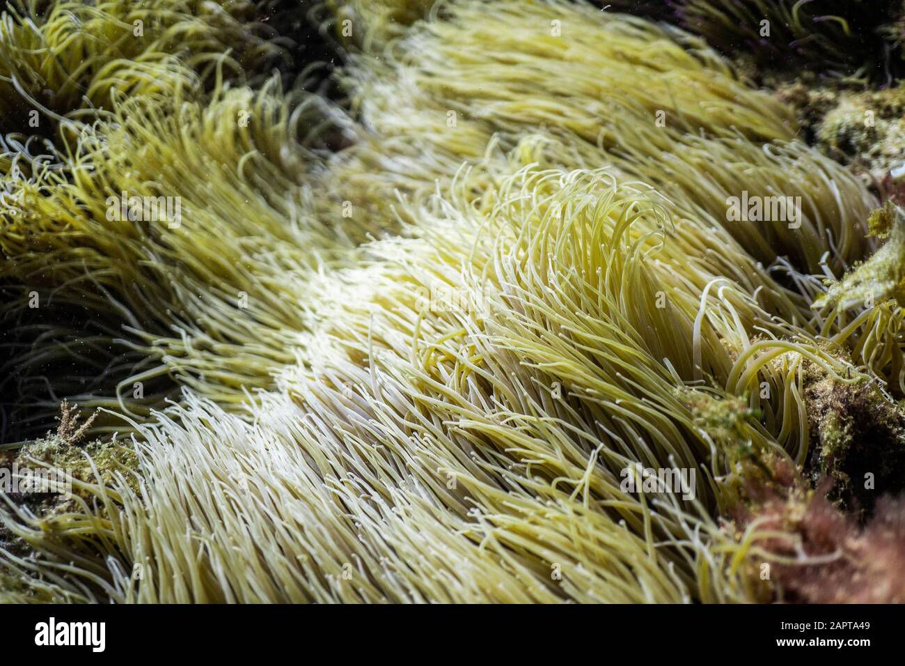 Anemonia sulcata, Sea anemone tentacles, Mediterranean sea Stock Photo