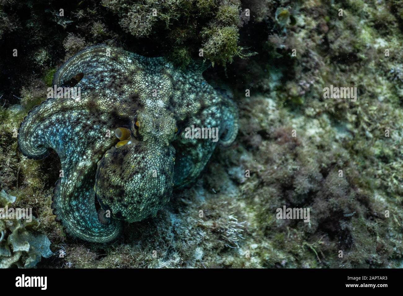 wild octopus under water, beautiful Palma de Mallorca wild life