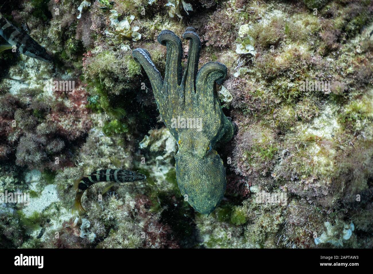 wild octopus under water, beautiful Palma de Mallorca wild life, underwater wildlife Photography, amazing animal Photo Stock Photo