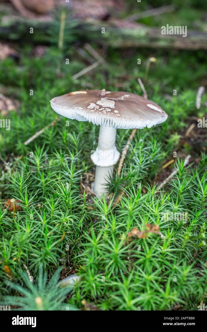 Deadly toadstool hi-res stock photography and images - Alamy