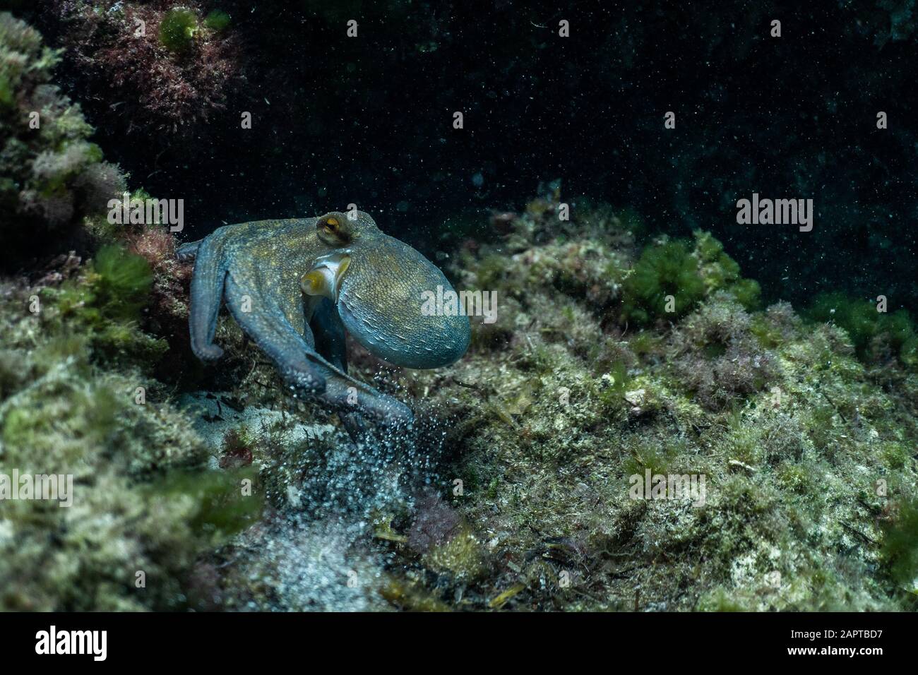 wild octopus under water, beautiful Palma de Mallorca wild life, underwater wildlife Photography, amazing animal Photo Stock Photo